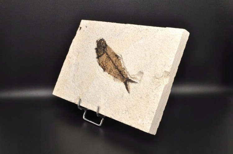 * SKAMIENIAŁA RYBA DOSKONAŁA PŁYTKA DO KOLEKCJI WSPANIAŁY OKAZ NR 2 *