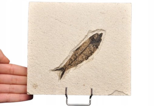 * SKAMIENIAŁA RYBA PROSTOKĄTNA PŁYTKA INTERESUJĄCY OKAZ NR 3 *