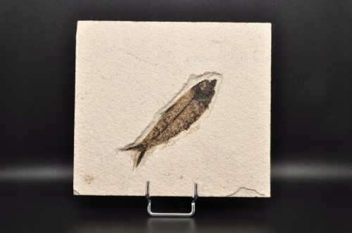 * SKAMIENIAŁA RYBA PROSTOKĄTNA PŁYTKA INTERESUJĄCY OKAZ NR 3 *