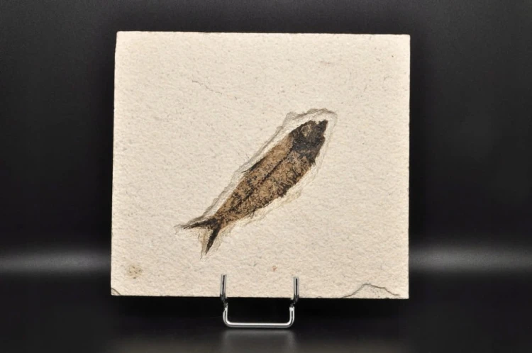 * SKAMIENIAŁA RYBA PROSTOKĄTNA PŁYTKA INTERESUJĄCY OKAZ NR 3 *