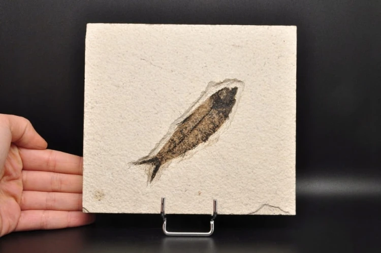 * SKAMIENIAŁA RYBA PROSTOKĄTNA PŁYTKA INTERESUJĄCY OKAZ NR 3 *