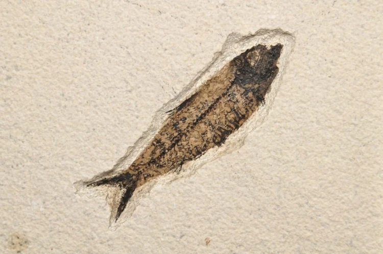 * SKAMIENIAŁA RYBA PROSTOKĄTNA PŁYTKA INTERESUJĄCY OKAZ NR 3 *