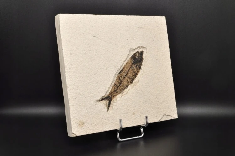 * SKAMIENIAŁA RYBA PROSTOKĄTNA PŁYTKA INTERESUJĄCY OKAZ NR 3 *