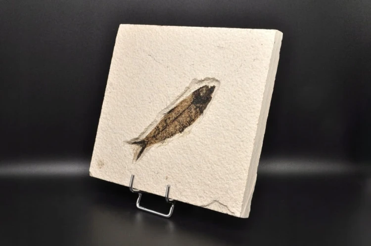 * SKAMIENIAŁA RYBA PROSTOKĄTNA PŁYTKA INTERESUJĄCY OKAZ NR 3 *