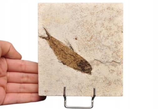 * SKAMIENIAŁA RYBA UROKLIWA PŁYTKA CIEKAWA SKAMIENIAŁOŚĆ NR 5 *