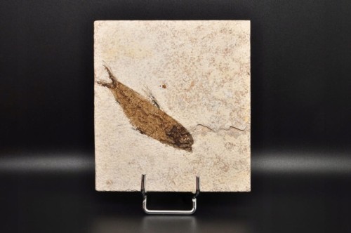 * SKAMIENIAŁA RYBA UROKLIWA PŁYTKA CIEKAWA SKAMIENIAŁOŚĆ NR 5 *