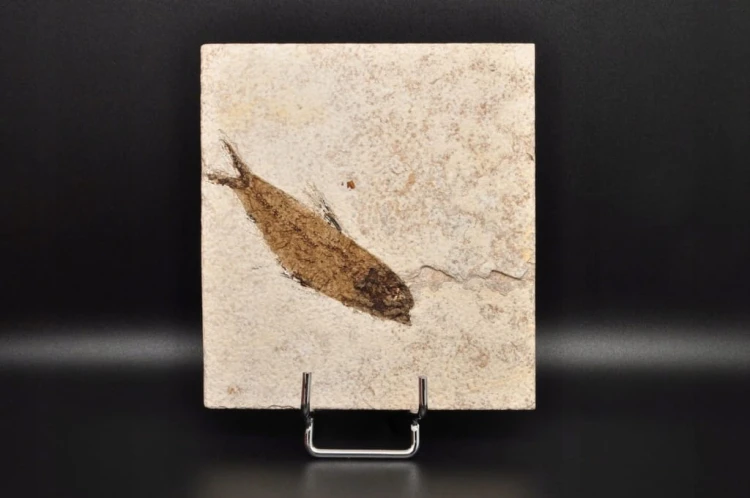 * SKAMIENIAŁA RYBA UROKLIWA PŁYTKA CIEKAWA SKAMIENIAŁOŚĆ NR 5 *