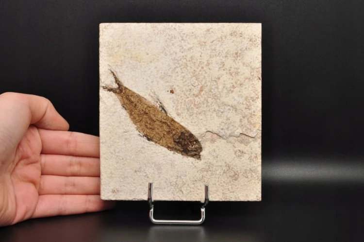 * SKAMIENIAŁA RYBA UROKLIWA PŁYTKA CIEKAWA SKAMIENIAŁOŚĆ NR 5 *