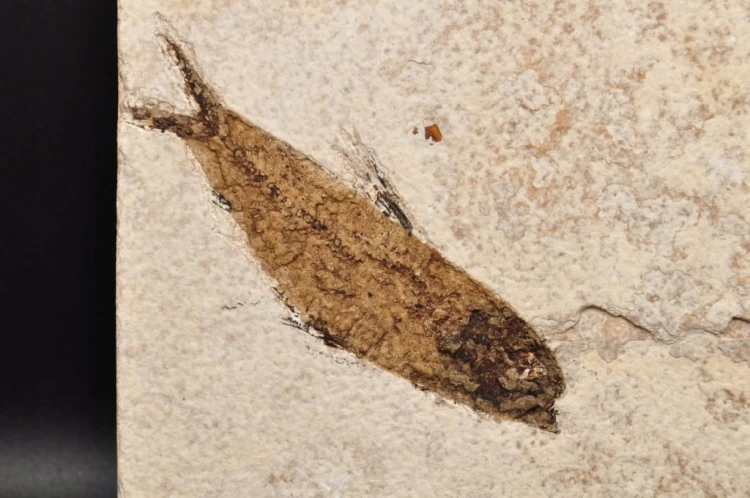 * SKAMIENIAŁA RYBA UROKLIWA PŁYTKA CIEKAWA SKAMIENIAŁOŚĆ NR 5 *