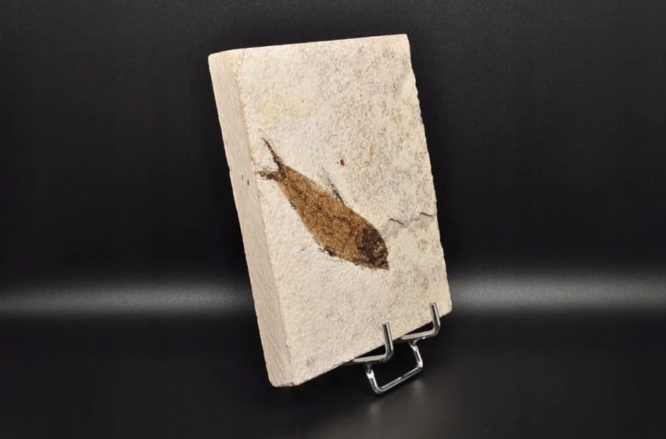 * SKAMIENIAŁA RYBA UROKLIWA PŁYTKA CIEKAWA SKAMIENIAŁOŚĆ NR 5 *