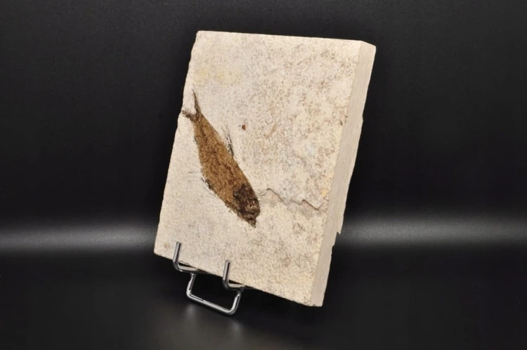 * SKAMIENIAŁA RYBA UROKLIWA PŁYTKA CIEKAWA SKAMIENIAŁOŚĆ NR 5 *