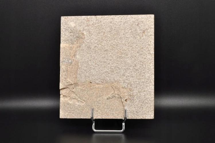 * SKAMIENIAŁA RYBA UROKLIWA PŁYTKA CIEKAWA SKAMIENIAŁOŚĆ NR 5 *