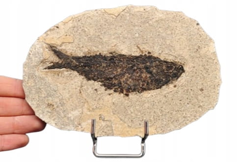 * SKAMIENIAŁA RYBA WYJĄTKOWY OKAZ GATUNEK KNIGHTIA EOCEANA NR 1 *