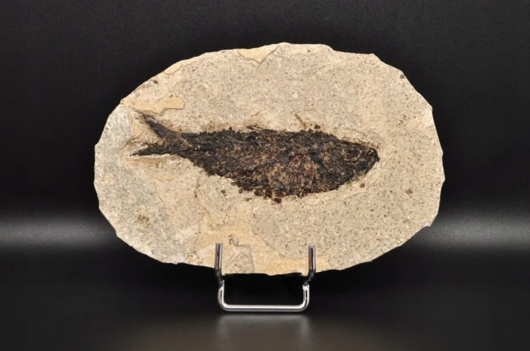 * SKAMIENIAŁA RYBA WYJĄTKOWY OKAZ GATUNEK KNIGHTIA EOCEANA NR 1 *