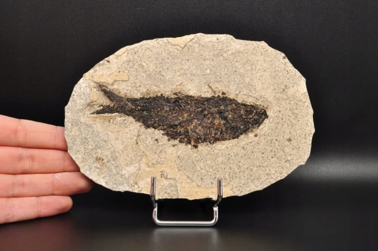 * SKAMIENIAŁA RYBA WYJĄTKOWY OKAZ GATUNEK KNIGHTIA EOCEANA NR 1 *