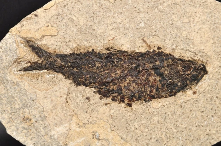 * SKAMIENIAŁA RYBA WYJĄTKOWY OKAZ GATUNEK KNIGHTIA EOCEANA NR 1 *