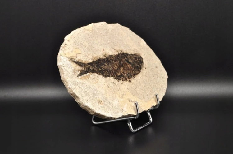 * SKAMIENIAŁA RYBA WYJĄTKOWY OKAZ GATUNEK KNIGHTIA EOCEANA NR 1 *