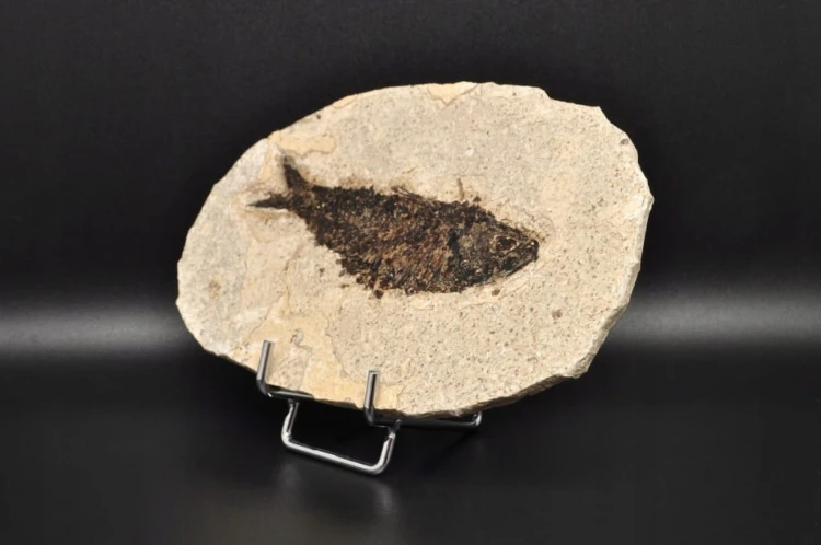 * SKAMIENIAŁA RYBA WYJĄTKOWY OKAZ GATUNEK KNIGHTIA EOCEANA NR 1 *