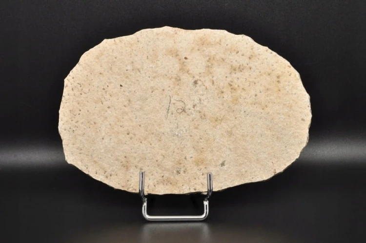 * SKAMIENIAŁA RYBA WYJĄTKOWY OKAZ GATUNEK KNIGHTIA EOCEANA NR 1 *