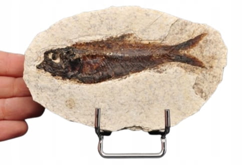 * SKAMIENIAŁA RYBA WSPANIAŁY NATURALNY OKAZ PŁYTKA DO KOLEKCJI NR 2 *