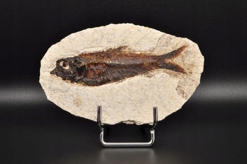 * SKAMIENIAŁA RYBA WSPANIAŁY NATURALNY OKAZ PŁYTKA DO KOLEKCJI NR 2 *