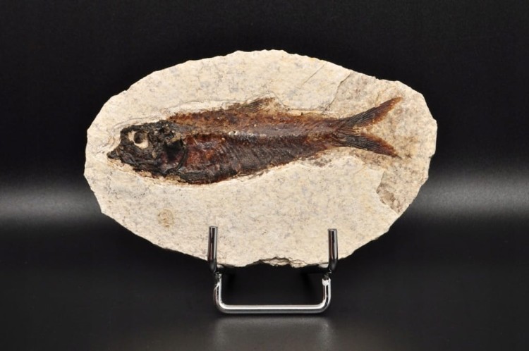 * SKAMIENIAŁA RYBA WSPANIAŁY NATURALNY OKAZ PŁYTKA DO KOLEKCJI NR 2 *