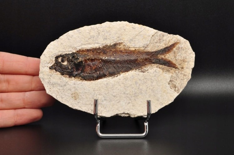 * SKAMIENIAŁA RYBA WSPANIAŁY NATURALNY OKAZ PŁYTKA DO KOLEKCJI NR 2 *