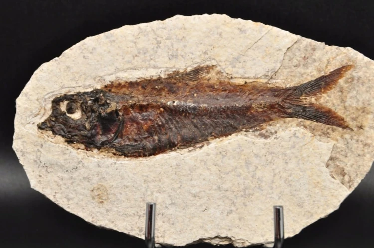 * SKAMIENIAŁA RYBA WSPANIAŁY NATURALNY OKAZ PŁYTKA DO KOLEKCJI NR 2 *