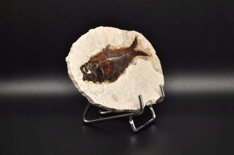 * SKAMIENIAŁA RYBA WSPANIAŁY NATURALNY OKAZ PŁYTKA DO KOLEKCJI NR 2 *