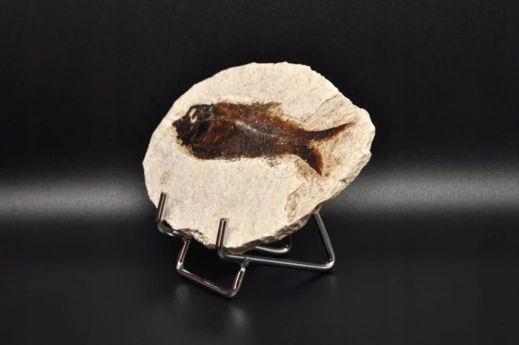 * SKAMIENIAŁA RYBA WSPANIAŁY NATURALNY OKAZ PŁYTKA DO KOLEKCJI NR 2 *