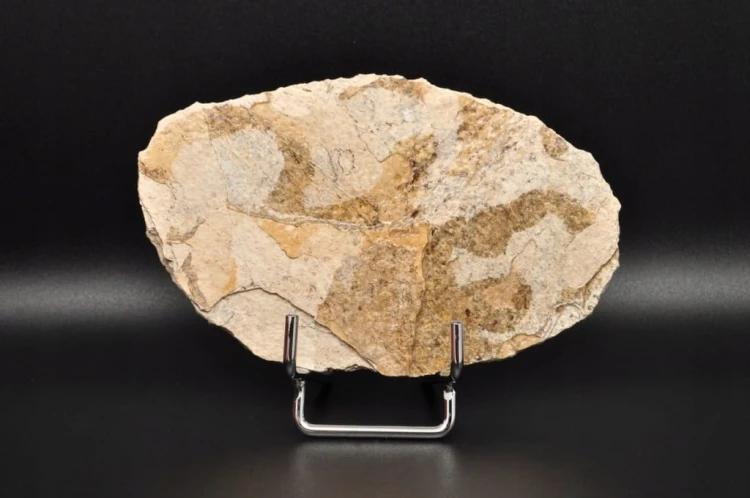 * SKAMIENIAŁA RYBA WSPANIAŁY NATURALNY OKAZ PŁYTKA DO KOLEKCJI NR 2 *