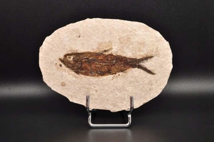 * SKAMIENIAŁA RYBA INTERESUJĄCA SKAMIENIAŁOŚĆ OWALNA PŁYTKA NR 3 *