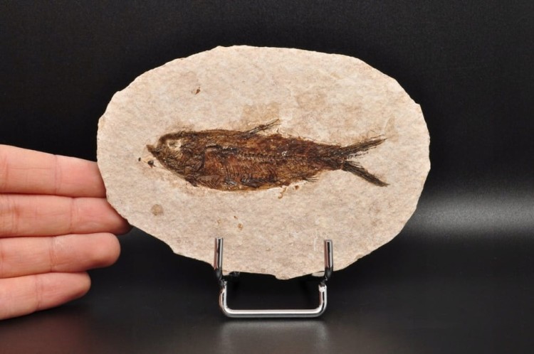 * SKAMIENIAŁA RYBA INTERESUJĄCA SKAMIENIAŁOŚĆ OWALNA PŁYTKA NR 3 *