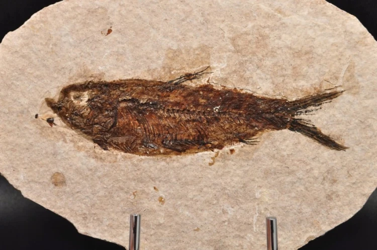 * SKAMIENIAŁA RYBA INTERESUJĄCA SKAMIENIAŁOŚĆ OWALNA PŁYTKA NR 3 *