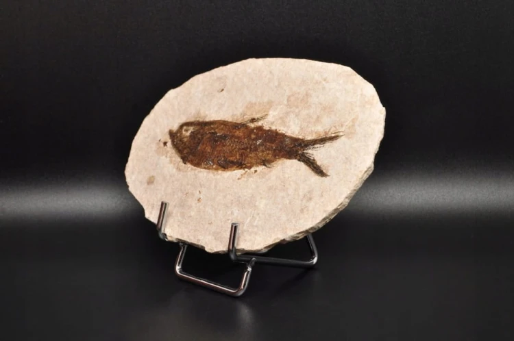 * SKAMIENIAŁA RYBA INTERESUJĄCA SKAMIENIAŁOŚĆ OWALNA PŁYTKA NR 3 *