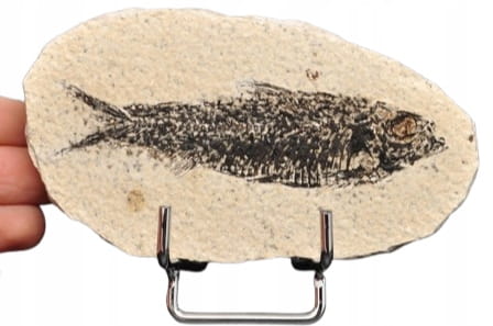 * SKAMIENIAŁA RYBA ORYGINALNY BARDZO DOBRZE ZACHOWANY OKAZ NR 4 *