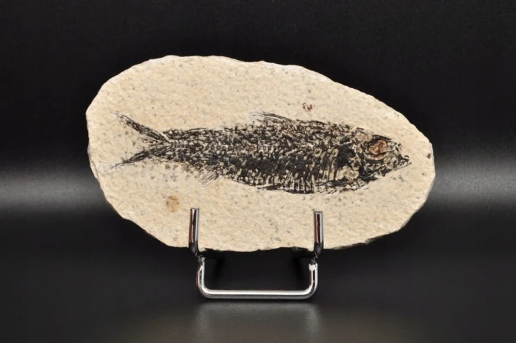 * SKAMIENIAŁA RYBA ORYGINALNY BARDZO DOBRZE ZACHOWANY OKAZ NR 4 *