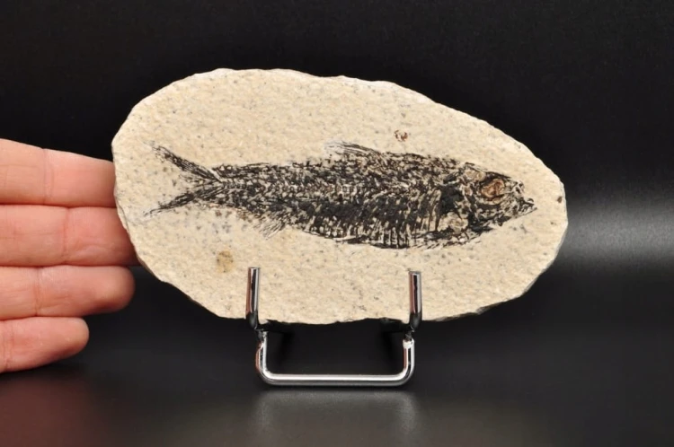 * SKAMIENIAŁA RYBA ORYGINALNY BARDZO DOBRZE ZACHOWANY OKAZ NR 4 *