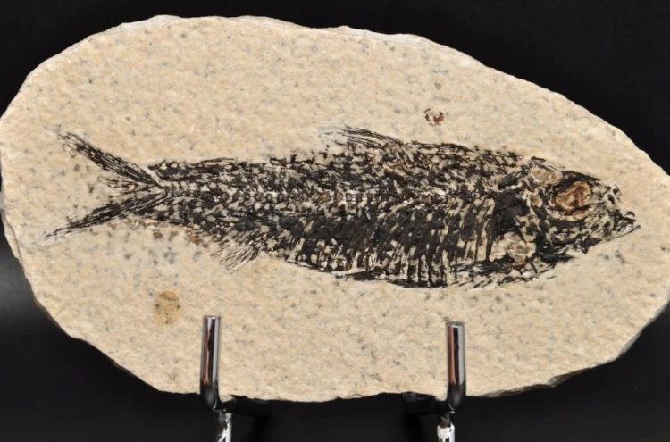 * SKAMIENIAŁA RYBA ORYGINALNY BARDZO DOBRZE ZACHOWANY OKAZ NR 4 *