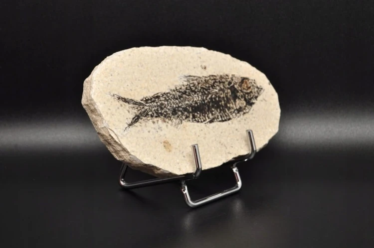 * SKAMIENIAŁA RYBA ORYGINALNY BARDZO DOBRZE ZACHOWANY OKAZ NR 4 *