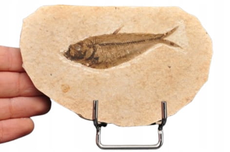 * SKAMIENIAŁA RYBA NATURALNA SKAMIENIAŁOŚĆ KNIGHTIA EOCEANA NR 5 *