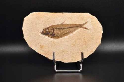 * SKAMIENIAŁA RYBA NATURALNA SKAMIENIAŁOŚĆ KNIGHTIA EOCEANA NR 5 *