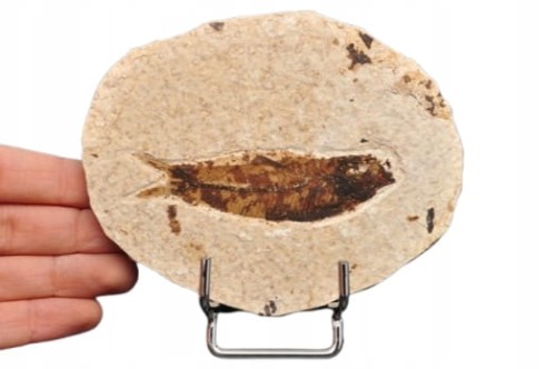 * SKAMIENIAŁA RYBA KNIGHTIA EOCEANA ORYGINALNY OKAZ DLA KOLEKCJONERA NR 6 *