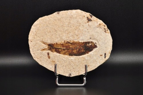 * SKAMIENIAŁA RYBA KNIGHTIA EOCEANA ORYGINALNY OKAZ DLA KOLEKCJONERA NR 6 *