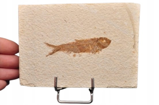 * SKAMIENIAŁA RYBA KNIGHTIA EOCEANA ORYGINALNA PROSTOKĄTNA PŁYTKA NR 6 *