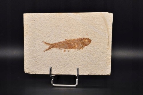 * SKAMIENIAŁA RYBA KNIGHTIA EOCEANA ORYGINALNA PROSTOKĄTNA PŁYTKA NR 6 *