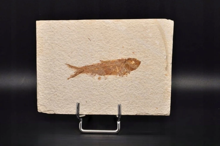 * SKAMIENIAŁA RYBA KNIGHTIA EOCEANA ORYGINALNA PROSTOKĄTNA PŁYTKA NR 6 *