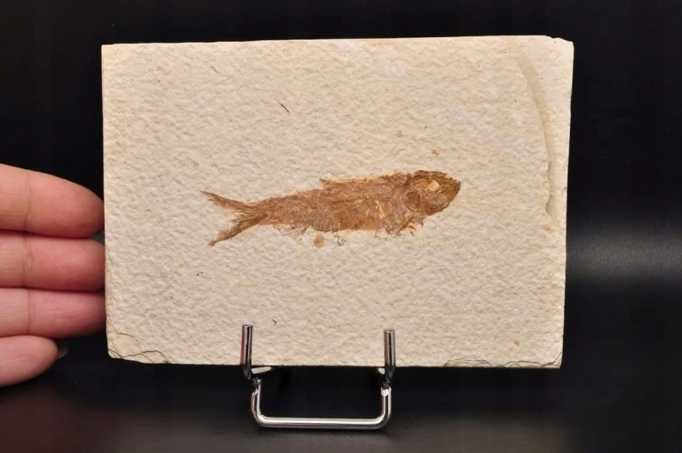 * SKAMIENIAŁA RYBA KNIGHTIA EOCEANA ORYGINALNA PROSTOKĄTNA PŁYTKA NR 6 *