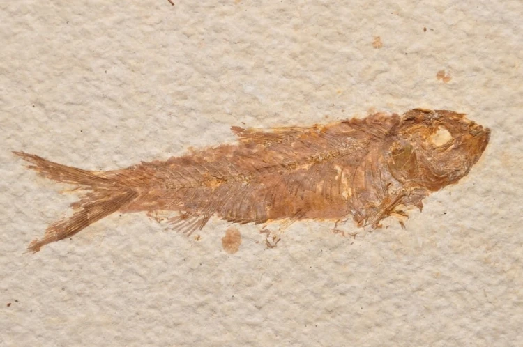 * SKAMIENIAŁA RYBA KNIGHTIA EOCEANA ORYGINALNA PROSTOKĄTNA PŁYTKA NR 6 *