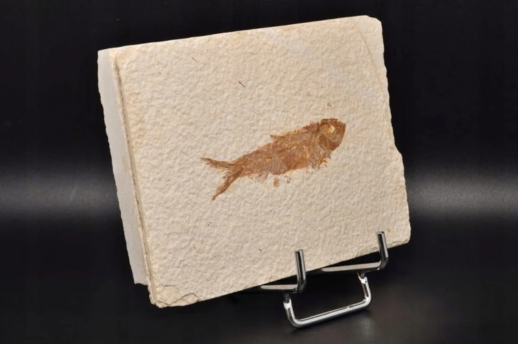 * SKAMIENIAŁA RYBA KNIGHTIA EOCEANA ORYGINALNA PROSTOKĄTNA PŁYTKA NR 6 *